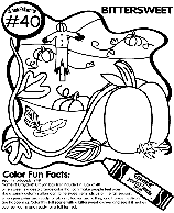 No.40 Bittersweet coloring page