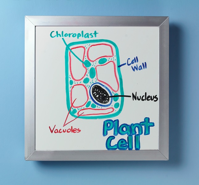 What's Inside a Plant Cell? lesson plan