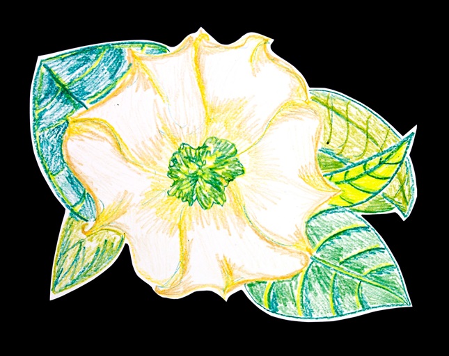 O’Keeffe’s Organic Shapes lesson plan