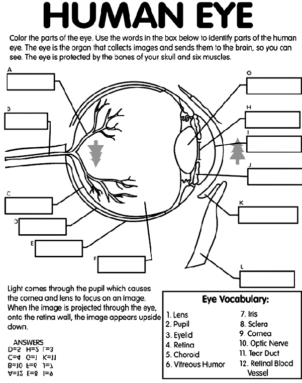 eye for coloring pages - photo #19