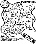 No.7 Periwinkle coloring page