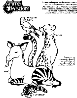 Animal Wisdom coloring page