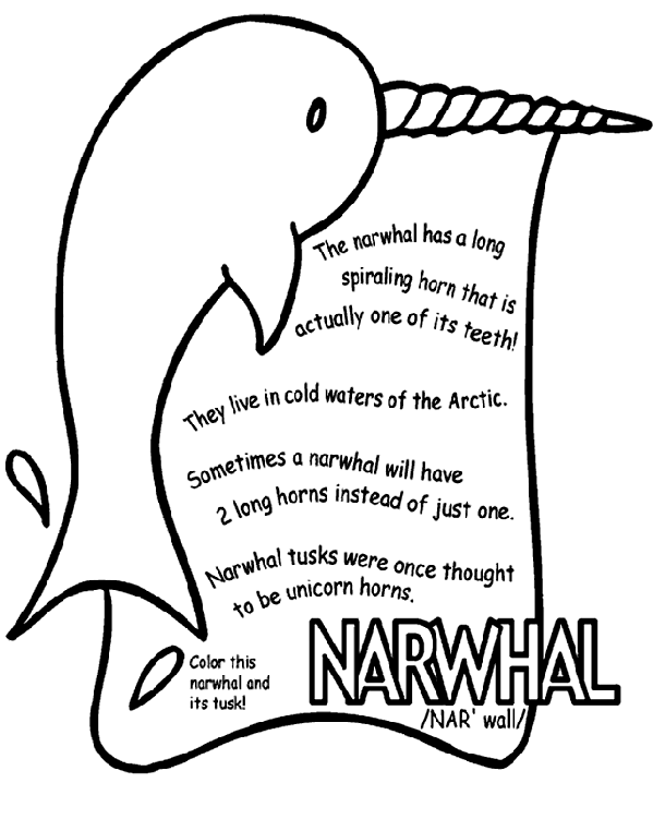 Narwhal coloring page