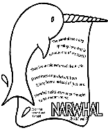 Narwhal coloring page