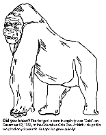 Gorilla coloring page