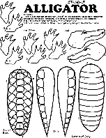 Alligator coloring page