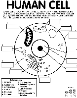 Human Cell coloring page