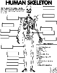 Human Skeleton coloring page